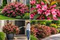معرفی و شرایط نگهداری وایگلا (Weigela florida)؛ آبیاری، نور و هرس